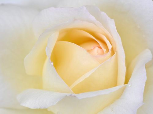 Rose au couleur de champagne