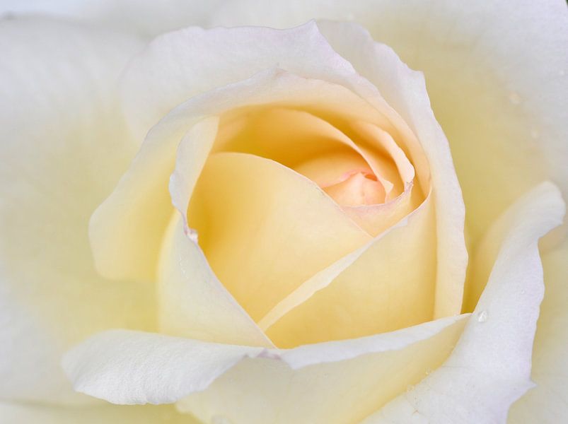 Champagner Rose von Freya Colman