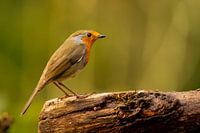 Robin on tree trunk