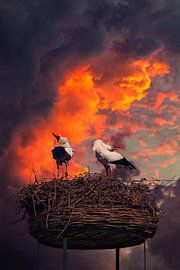 Störche im Nest gegen schönen Hintergrund