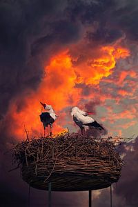Störche im Nest gegen schönen Hintergrund