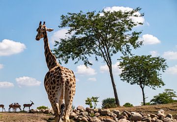 Giraf en bomen van Ralf Bankert