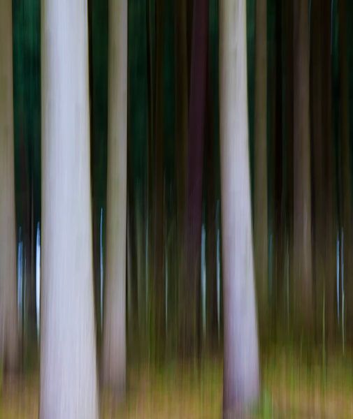 Beech magic IV by Kirsten Warner