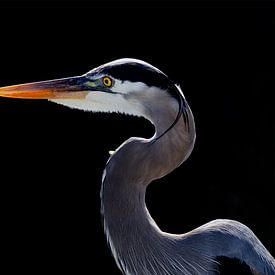 Great Blue Beauty (Heron) by Harry Eggens