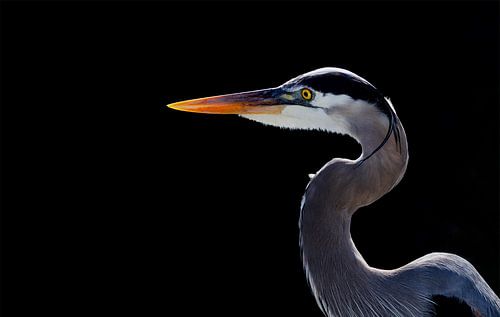 Great Blue Beauty (Reiger Portret)