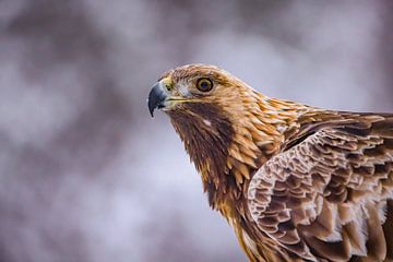 De Steenarend (Aquila chrysaetos)