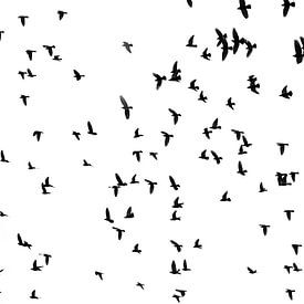 Vögel am Himmel von Patricia Hofmeester