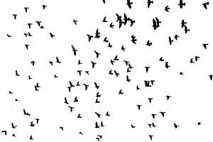 Vögel am Himmel