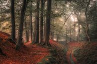 Magical forest by Niels Barto thumbnail