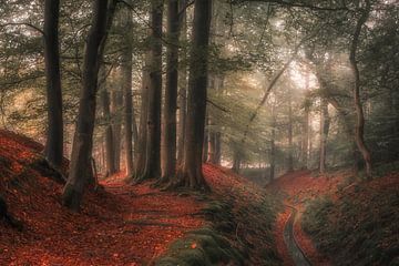 Magisch bos van Niels Barto