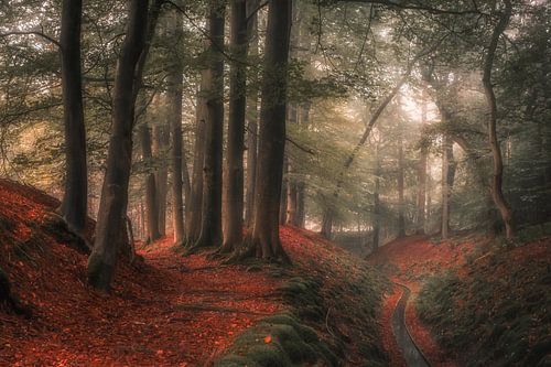 Forêt magique