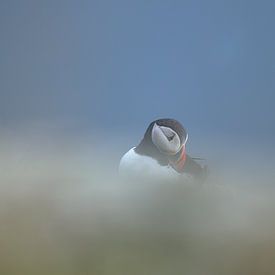 Papageientaucher in den Wolken von Larissa Rand