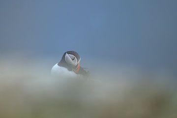 Puffin in the clouds by Larissa Rand