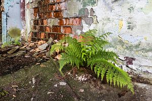 Farn wächst an maroder Wand - Lost Place Alter Flugplatz Rangsdorf