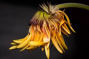 Florale Fotografie