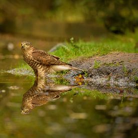 Sparrowhawk with mirror image by Susan van Etten