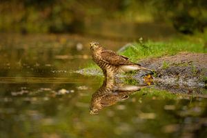 Sperber mit Spiegelbild