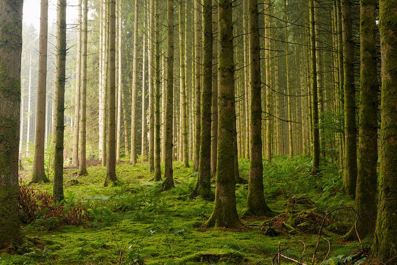 Diffuse morning light in the Ardennes forests by Colico