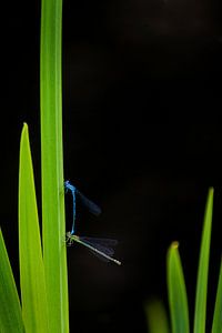 Dragonfly van Mariska Hofman