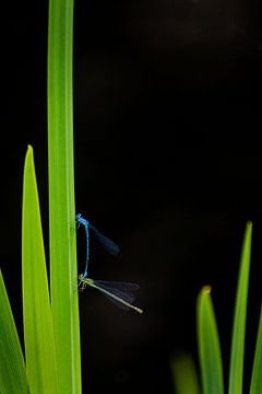 Dragonfly van Mariska Hofman