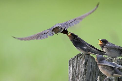 Schwalbe von Menno Schaefer