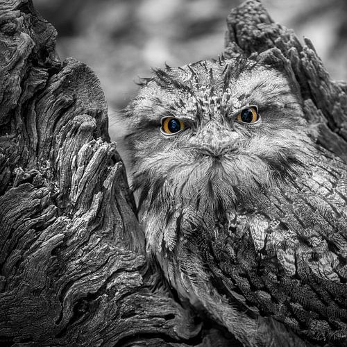 Tawny Frogmouth