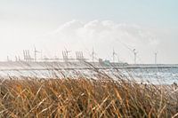 Der Rotterdamer Hafen hinter den Dünen