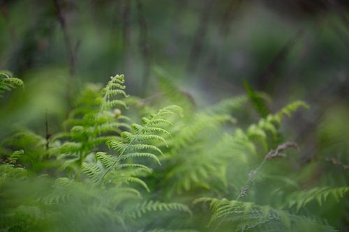 soft ferns