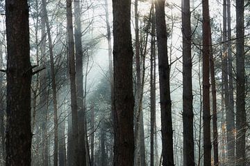 Zonneharpen in het bos van Sara in t Veld Fotografie