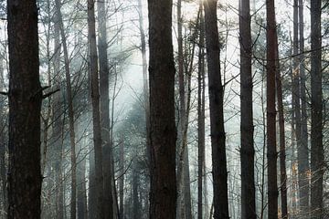 Les harpes du soleil dans la forêt