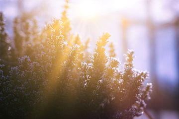 Lavender with winter sun by Joran Quinten