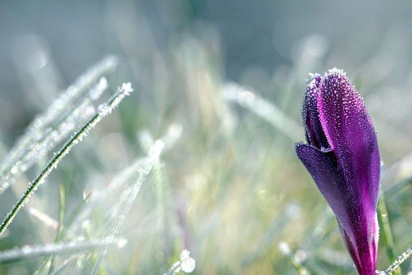 Crocus violet par Lisa Dumon