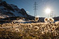 Katoengras op de Nufenenenpass - Ticino - Zwitserland van Felina Photography thumbnail