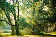 Recevoir et donner par Lars van de Goor Aperçu