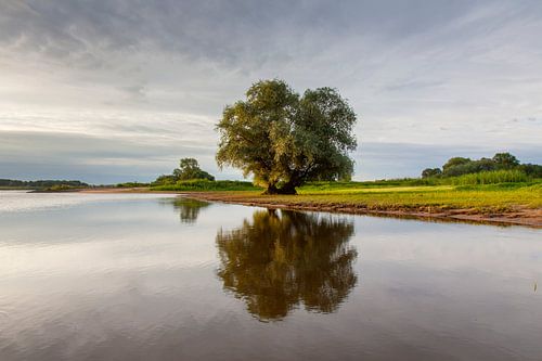 Uiterwaard Elbe
