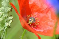 Poppy