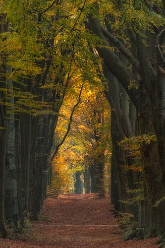 Magische bomen