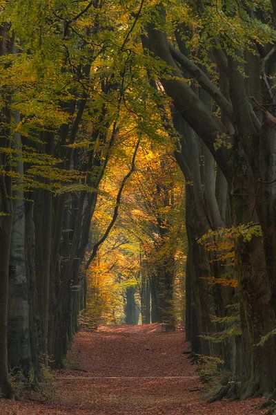 Magische bomen van Moetwil en van Dijk - Fotografie