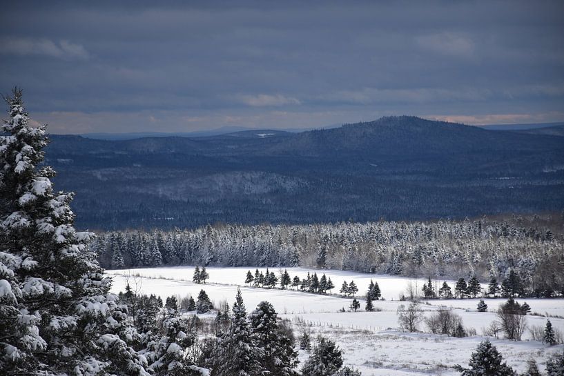 A snowy forest after the storm by Claude Laprise