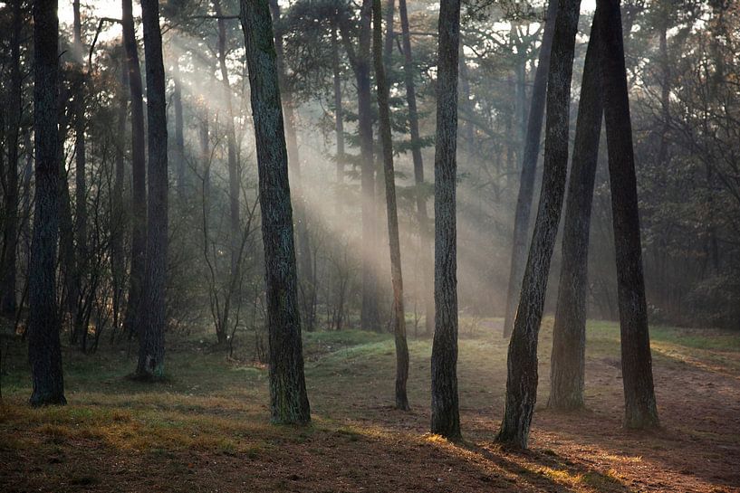 Zonnestralen van Sander Mulder