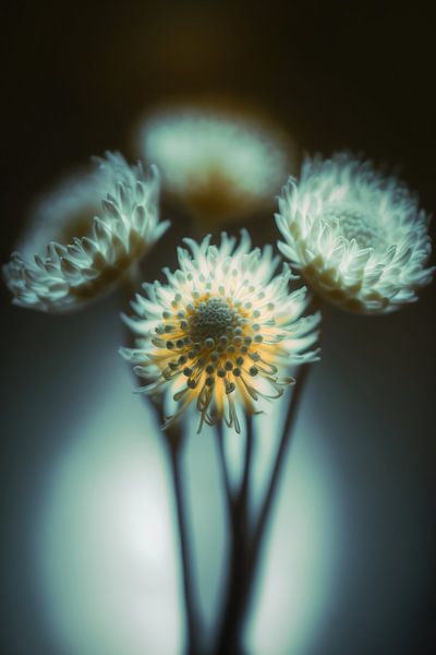 Low Light by Treechild