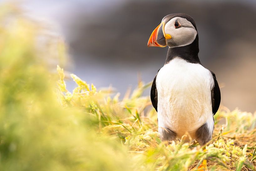 Macareux moine sur l'île de Lunga en Ecosse par HylkoPhoto