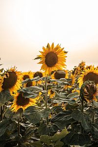 Zonnebloemen veld in servie