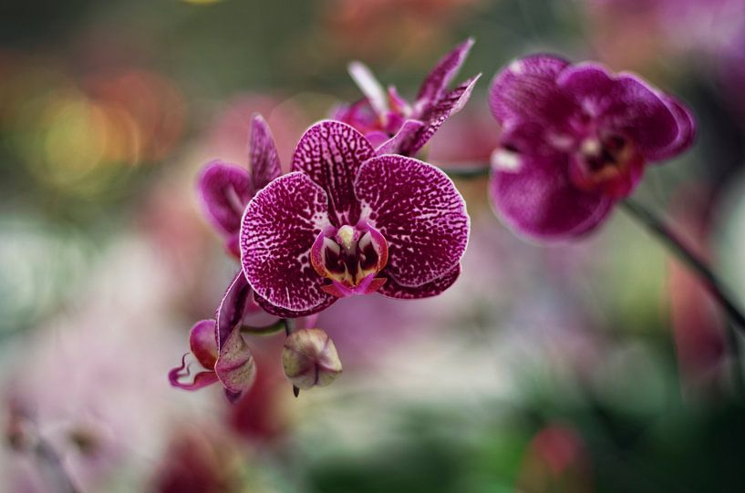 Purple dream by Elle Elskamp