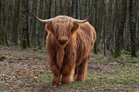 schotse hooglander, cow, scottish higlander