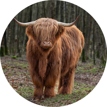 schotse hooglander, cow, scottish higlander van M. B. fotografie