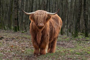 schotse hooglander, cow, scottish higlander van M. B. fotografie