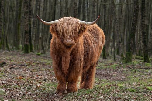 Schottischer Hochlandbewohner, Kuh, schottischer Hochlandbewohner von M. B. fotografie