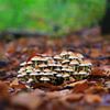 Des champignons féeriques dans la forêt d'automne sur Thomas Jäger