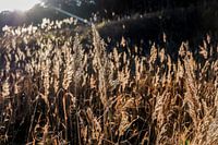 Straw reeds in low sunshine